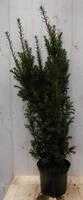 Warentuin Taxus 100 cm