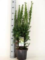 Warentuin Taxus (Taxus media "Hicksii") conifeer