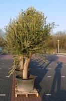 Warentuin Olijfboom Olea 260 cm XXL