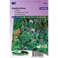 Echinops bloemzaden - Kogeldistel blauw