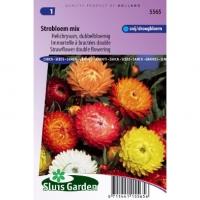 Helichrysum dubbelbloemig bloemzaden - Strobloem Mix