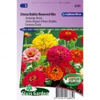 Eenjarige Zinnia bloemzaden â€“ Zinnia Dahlia flowered mix