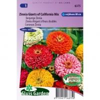 Eenjarige Zinnia bloemzaden â€“ Zinnia Giants of California Mix