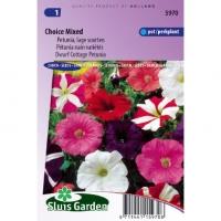 Lage petunia bloemzaden â€“ Choice mixed