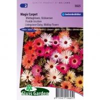 Ijsbloemen bloemzaden â€“ Magic Carpet