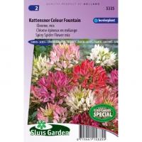 Cleome Mix bloemzaden - Kattensnor Colour Fountain