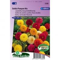 Zaaidahlia hoog dubbelbloemig bloemzaden - Dahlia Pompon Mix