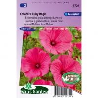 Bekermalva bloemzaden â€“ Lavatera Ruby Regis