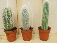 3 stuks! Kamerplant Cactus mini hoog