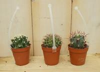 3 stuks! Kamerplant cactus mini