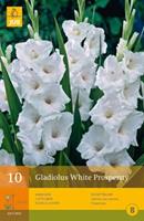 Jub 10 Gladiolus White Prosperity