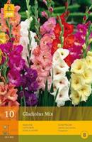 Jub 10 Gladiolus Mix