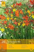 Jub 20 Crocosmia Mix