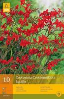 Jub 10 Crocosmia Lucifer