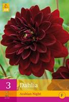 Jub 3 Dahlia Arabian Night