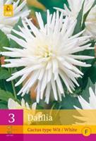 Jub 3 Dahlia Cactus Type Wit