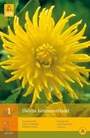 Jub 1 Dahlia Kennemerland