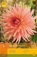 Jub Dahlia Preference