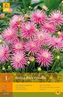 Beet-Dahlie 'Park Princess' 1er Pack