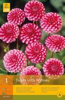 Pompon-Dahlie Little William