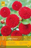 Pompon-Dahlie 'Nescio' rot 1er Pack