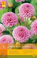 Jub 1 Dahlia Stolze Von Berlin