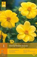 Jub 1 Dahlia Yellow Sneezy