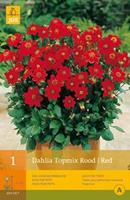 Jub 1 Dahlia Topmirood