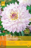 Jub 1 Dahlia Crazy Love