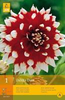 Jub Dahlia Duet