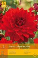 Jub 1 Dahlia Garden Wonder