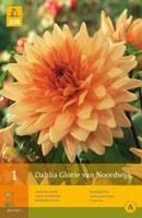 Jub 1 Dahlia Glorie Van Noordwijk