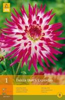 Jub 1 Dahlia Dutch Explosion