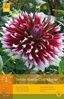 Splitt-Dahlie 'Alauna Clair-Obscur' 1er Pack