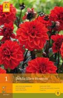 Jub 1 Dahlia Ellen Houston