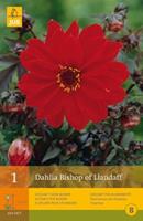 Jub 1 Dahlia Bishop Of Llandaff