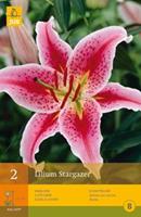 Lilium stargazer 2pcs Blume Zwiebel Sommer