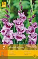 Gladiole 'Passos' 7er Pack