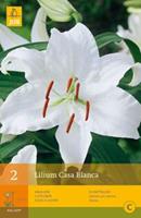 2 Lelies Casa Blanca - Jub