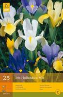 Jub 25 Iris Hollandica Mi