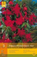 Jub Rode hangpendula begonias
