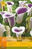 Jub 1 Zantedeschia Picasso