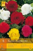 Jub 5 Begonias Grandiflora Mix