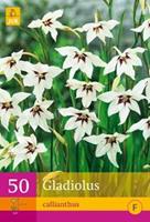Jub 50 Gladiolus Callianthus