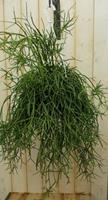 Warentuin Rhipsalis trigona