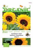 Buzzy Organic Helianthus Zohar F1 Tuinplus