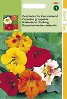 Hortitops Tropaeolum majus Enkelbloemig mengsel