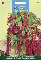 Buzzy Amaranthus Rode Bloemtrossen