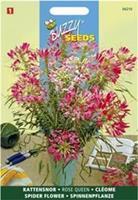 Cleome Spinosa Rose Queen