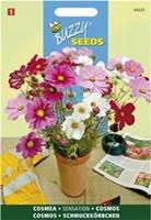 Cosmos Sensation Gemengd